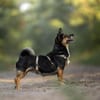 Amira - fitte Terriermix-Omi sucht dich