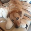 Nanu sucht sein Für-immer-Zuhause 🐾