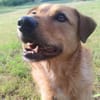Nanu sucht sein Für-immer-Zuhause 🐾