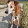 Opi Otto sucht seine Menschen