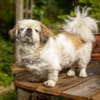OPI ROCKY - sucht liebevollen Alterssitz