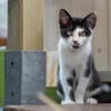 Ilvy und Fu zusammen oder getrennt
