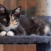 Ilvy und Fu zusammen oder getrennt