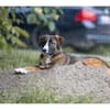 Tessi - wartet in 99427 Weimar
