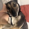 Emma - sanfter Schäfimix sucht dich