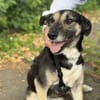 Emma - sanfter Schäfimix sucht dich