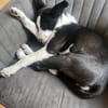 Phoebe mit den riesen Ohren
