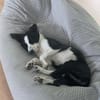 Phoebe mit den riesen Ohren