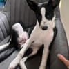Phoebe mit den riesen Ohren