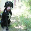 Elvis, großer, sportl. Familienhund