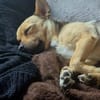 Peanut - kleiner Mischling sucht Zuhause