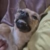 Peanut - kleiner Mischling sucht Zuhause