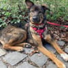 Notfell-HSH-Mix ❤Nelli❤ in 81927 München