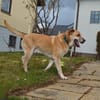 Amerigo sucht sein letztes ZUhause