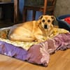 Amerigo sucht sein letztes ZUhause