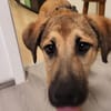 Freundlicher Rüdiger sucht Familie