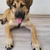 Freundlicher Rüdiger sucht Familie
