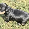 Tess sucht neuen Wirkungskreis ab Oktobe