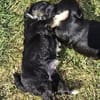 Tess sucht neuen Wirkungskreis ab Oktobe