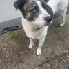 LAYLA  auf PS in 25421  Pinneberg