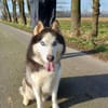 Milo sucht Husky Fans