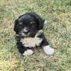 Taro sucht neuen Wirkungskreis ab Oktobe