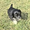 Taro sucht neuen Wirkungskreis ab Oktobe