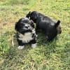 Taro sucht neuen Wirkungskreis ab Oktobe