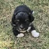 Taro sucht neuen Wirkungskreis ab Oktobe