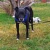 Bella8 sucht ein Zuhause