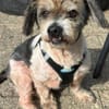 Lieber kleiner ROKY, Zuhause gesucht