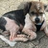 Lieber kleiner ROKY, Zuhause gesucht