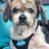 Lieber kleiner ROKY, Zuhause gesucht