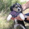 Bambinile sucht ihre Familie!