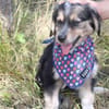 Bambinile sucht ihre Familie!