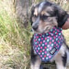 Bambinile sucht ihre Familie!