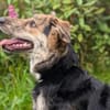 Zauberhafte Annegret sucht Zuhause