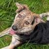 Zauberhafte Annegret sucht Zuhause