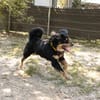 Pongo