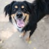 Pongo