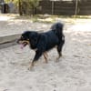 Pongo