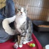 Tula