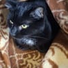 Vito