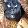 Vito