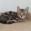 LILA