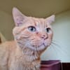 OLIVER