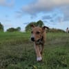 APPLE, un chiot à croquer