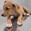 APPLE, un chiot à croquer