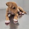 APPLE, un chiot à croquer
