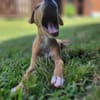 APPLE, un chiot à croquer